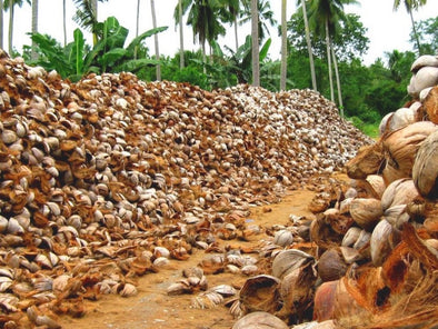 Wood Sustainable Alternative: Coconut Shells